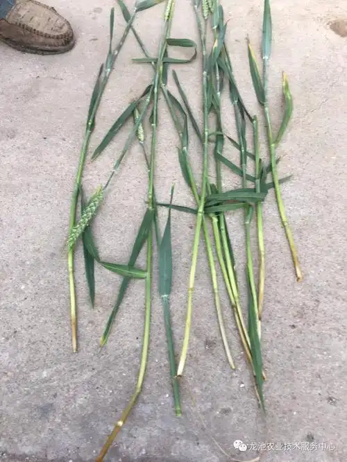 小麦旗叶干尖怎么了会不会减产