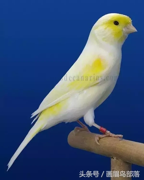 一六年白玉鸟价格白玉鸟