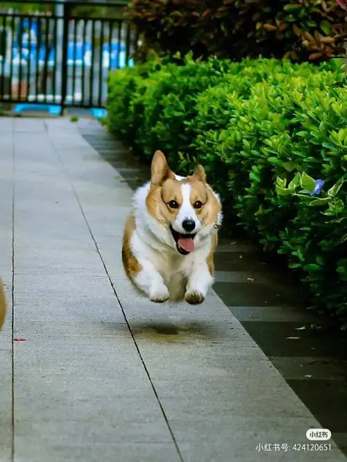 65花溪柯基运动会