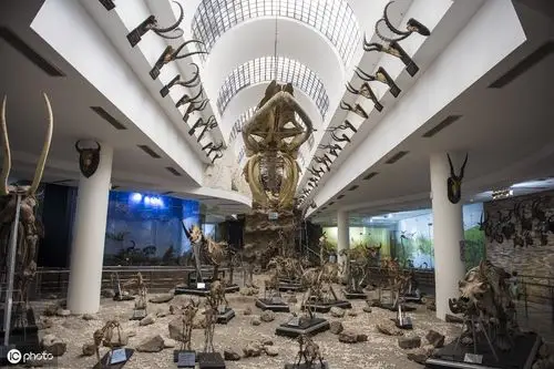 河马骨架显示在动物学博物馆在giza,埃及