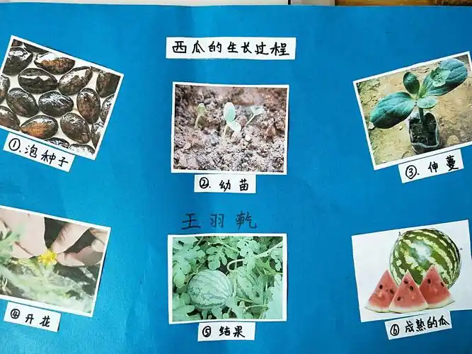 主题活动:西瓜成长记1