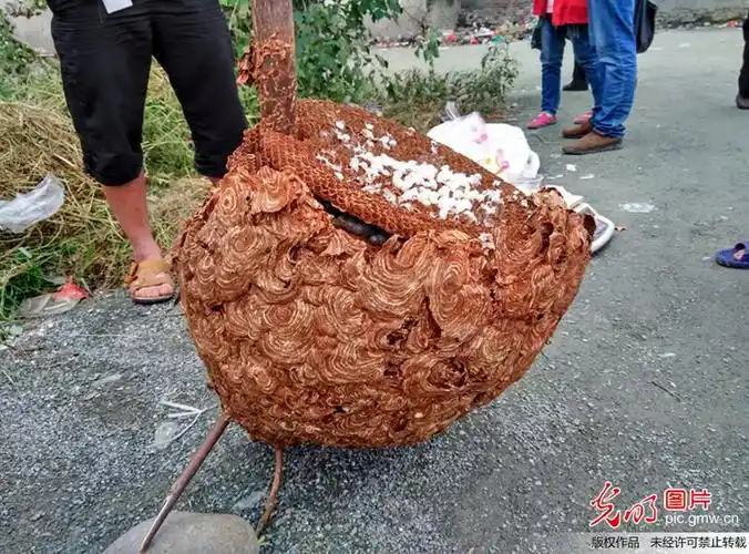 2公斤,蜂窝外观呈土灰色,外层有类似祥云状的图案严实包裹,酷似艺术品