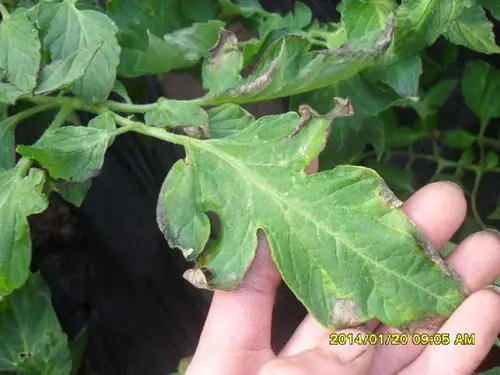 05-16 怎样使大棚西红柿成熟的快 6 2009-03-19 温室番茄溃疡病怎么治