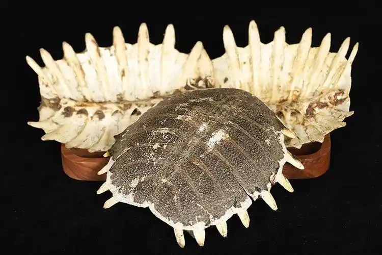 团甲鱼 打粉 100克生鳖甲(试用)【图片 价格 品牌 报价】-京东