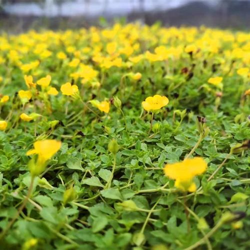 金莎草 开花机器 黄色小花 耐寒护盆草 可爱清新小盆栽 克拉香草