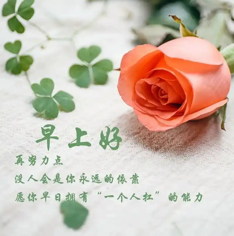 早上好短语句子,愿你在这个美好的早晨里,心情愉快,精神饱满