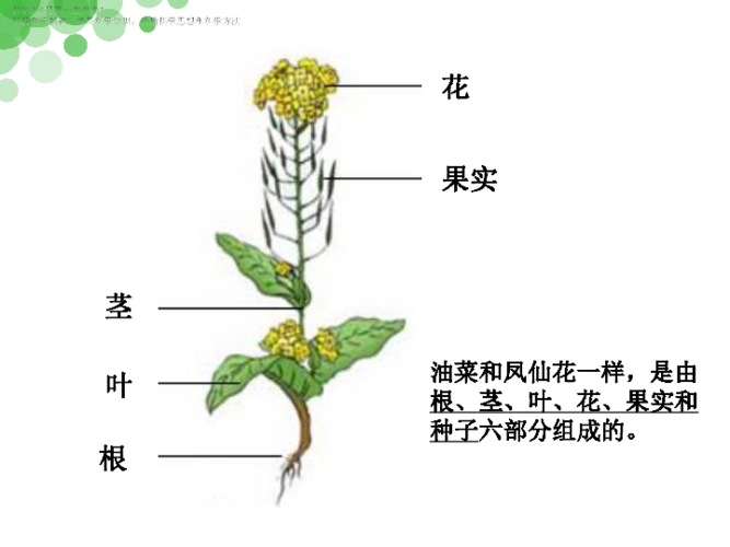四年级下册科学课件油菜花开了教科版共19张ppt