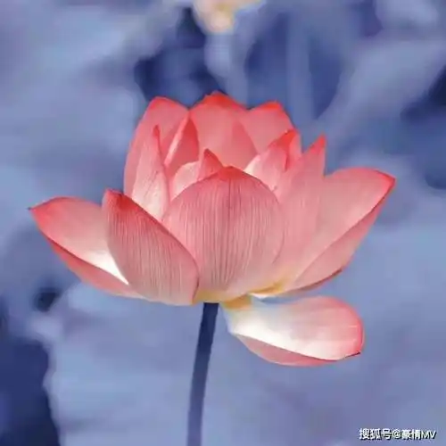 唯美莲花图片高清_妈妈们的最爱的粉色莲花图片_微信_头像_荷花