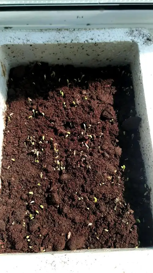 生菜种子刚种下一两天就发芽了,还担心温度高不出芽呢,小绿芽太可爱了