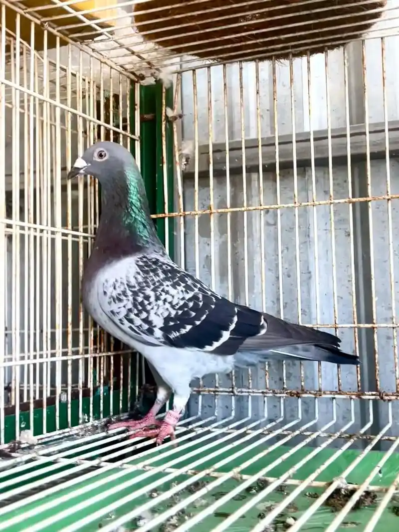 极品詹森麦克斯款台鸽 2020年台湾马拉松鸽会 超远距离赛事