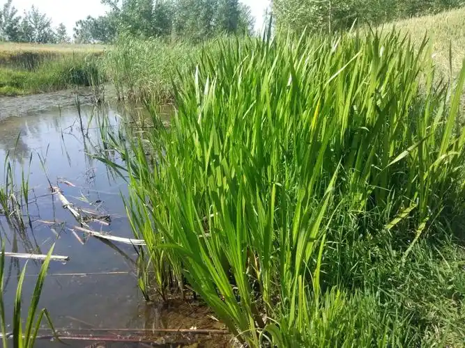 区分唐菖蒲香蒲石菖蒲水菖蒲茭白和鸢尾