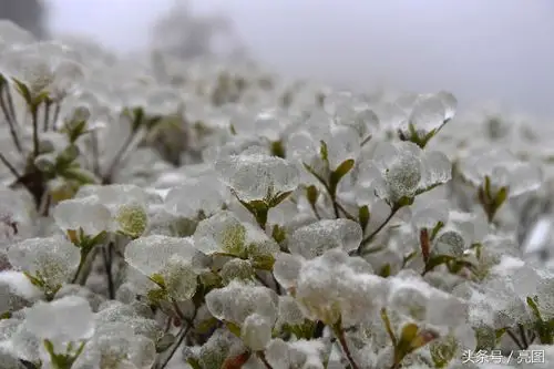 湖南迎2018年第一场雪,武陵源风景区变成冰雪王国