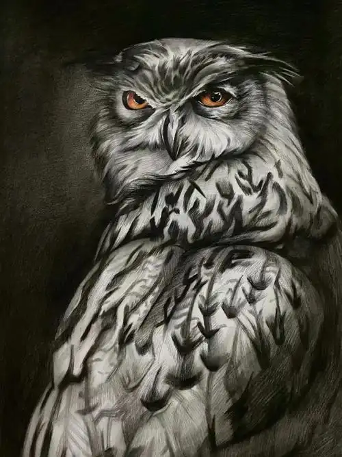 精微素描动物猫头鹰羽毛