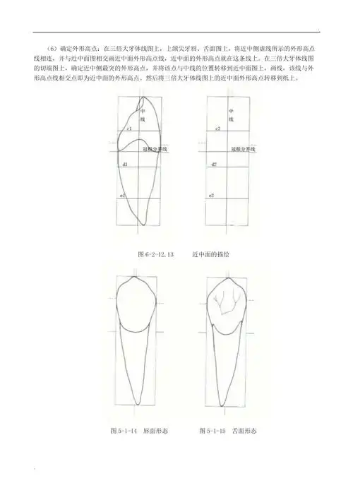 实验2上颌尖牙的描绘