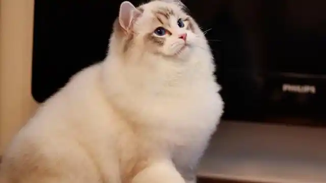 布偶猫与折耳猫争宠 戏精上身