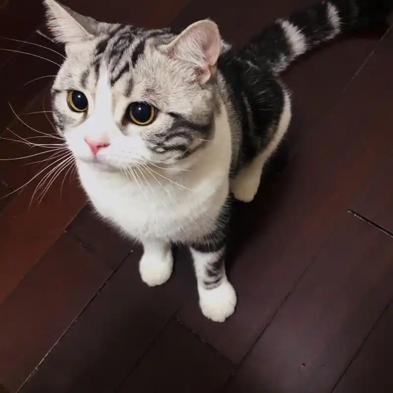 猫咪发腮前后对比～ 我的美短好肥呀,翻回以前的照片看了一下,以前是