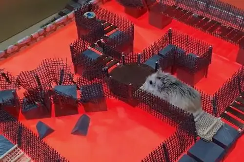 仓鼠的智商有多高自制多层复杂迷宫检验仓鼠是否能走出