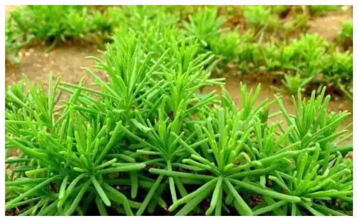 被老人称作"救命草"的野菜,防癌,抗衰老,吃起来有海鲜味道!