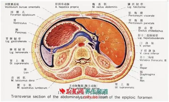 西医理论基础 绪论