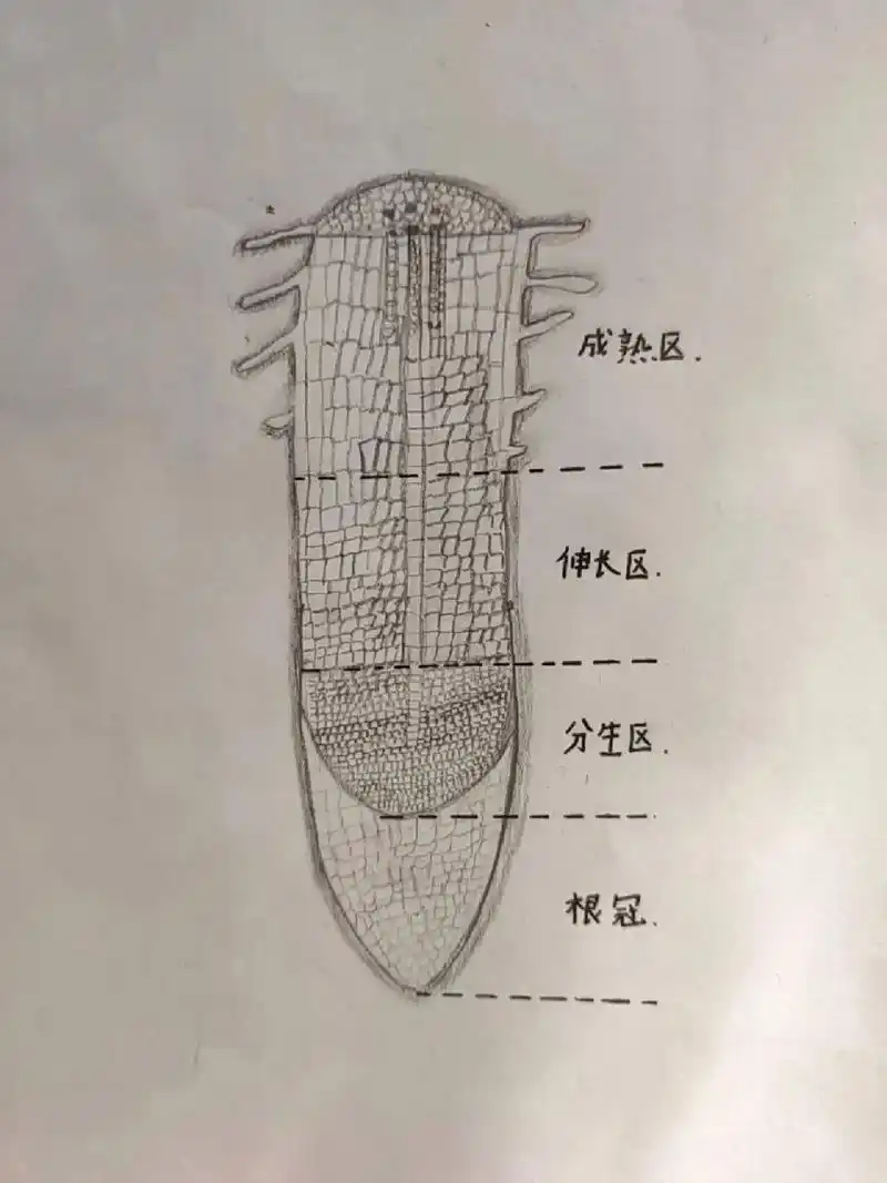 绘制——根尖示意图 优秀