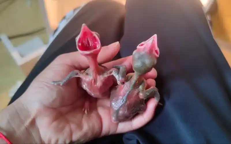 人工孵化的小喜鹊第六天,很多人说没长个,看看长了没,这大肚子