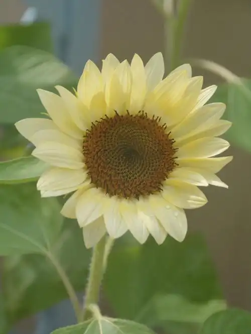 自己种的向日葵最美