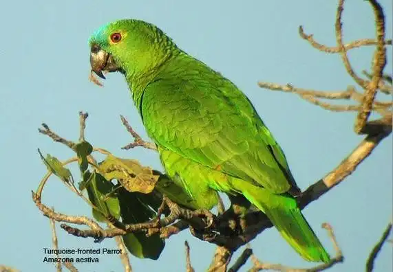 黄翼蓝顶亚马逊鹦鹉(动物)