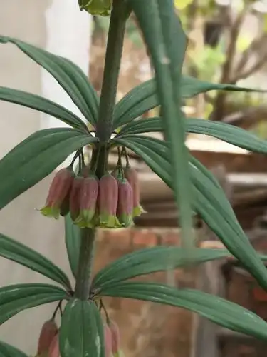 本地人叫它节节高,单株可长到两米多高.