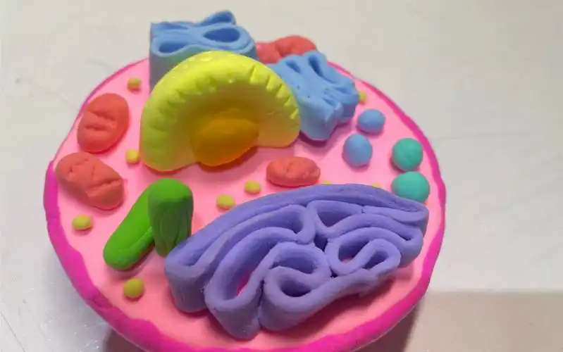 生物作业—粘土 动物细胞模型