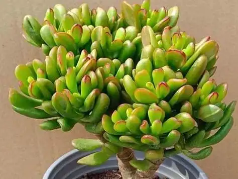 多肉招财猫的养殖方法和注意事项