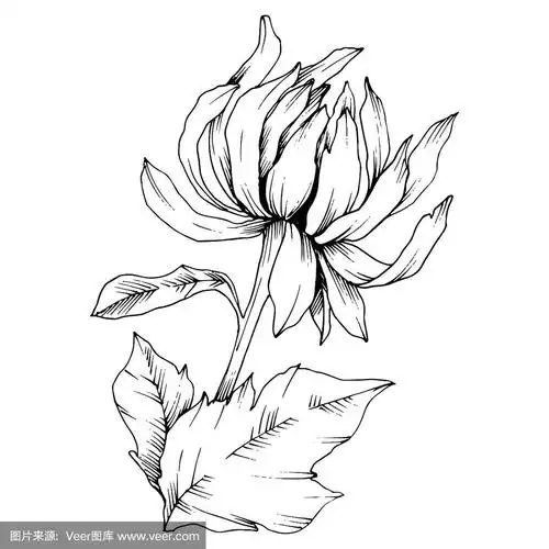 矢车菊,花卉植物花.黑白篆刻水墨艺术.孤立花插图元素.