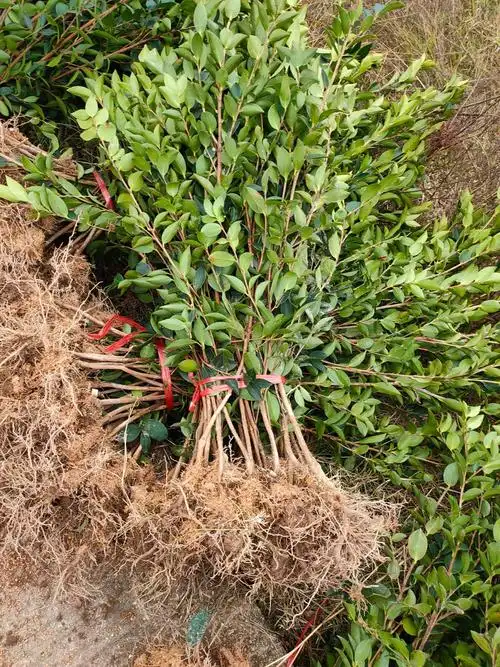 [油茶树苗批发]油茶苗价格1.2元/株 - 惠农网