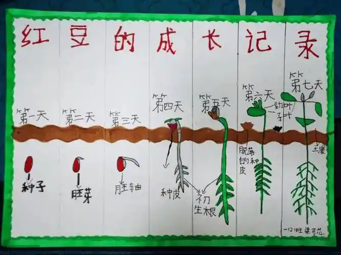 护绿动手我能行一幅幅颜色鲜艳,图文并茂的豆芽生长作品,生动地绘画出