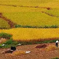 五谷丰收的微信头像【点击鼠标右键下载】