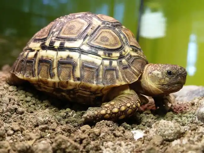 大型海龟图片1600x1200分辨率查看