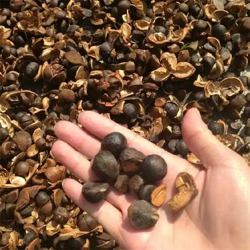 江西农家手工去壳茶子仁 纯野生油茶籽 山茶籽 榨油原料茶子