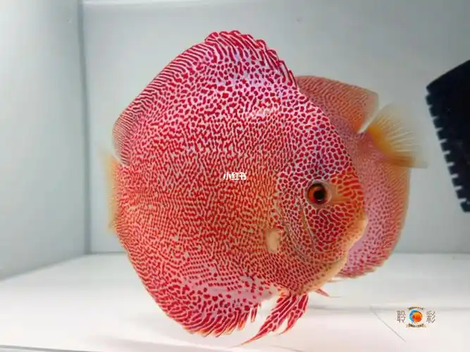 18栋七彩神仙鱼