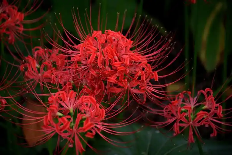 红色彼岸花图片花卉鲜花花朵彼岸花