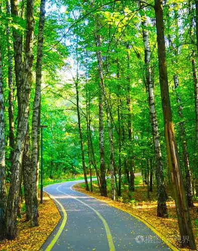 美丽的秋天森林里蜿蜒的路