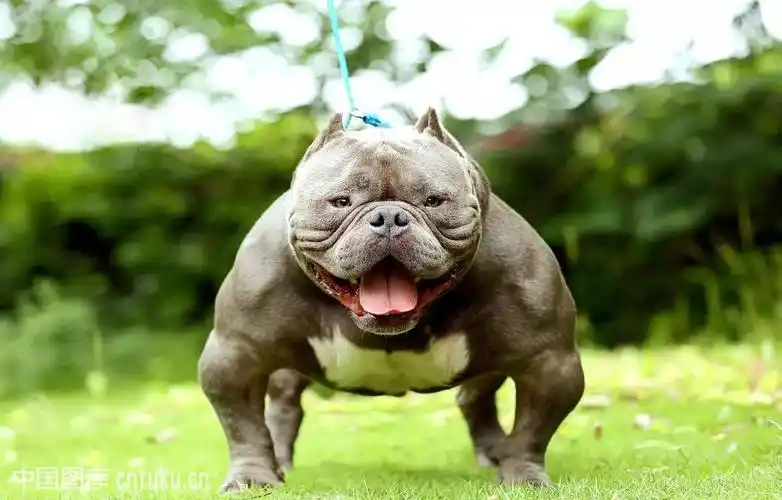 国内标准恶霸与特体恶霸争议何时停止.