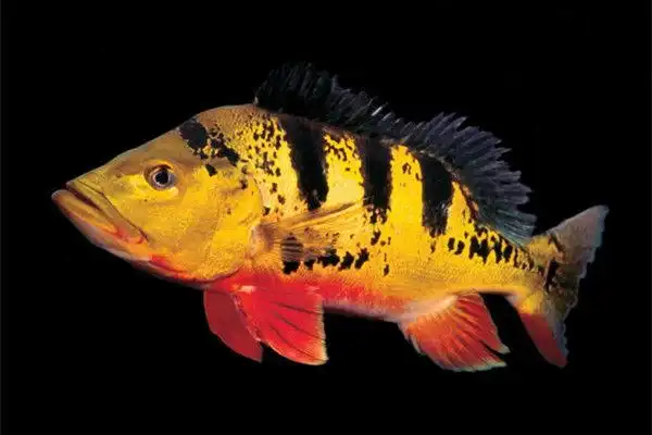 皇冠三间,这样的猛鱼你会养吗?