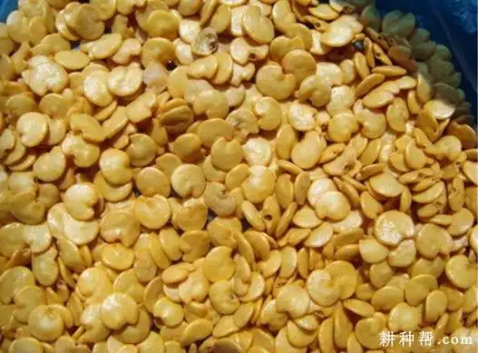 茄子秧苗生长发育有什么特点?