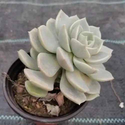 名贵多肉植物白牡丹多肉老桩一物一拍大颗多肉muaji老庄贵货高档