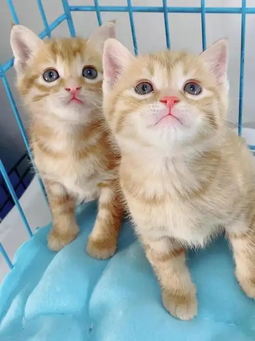 荣郁中华田园猫橘猫幼崽活物狸花猫幼猫活体白色异瞳小狸色咪家养狸