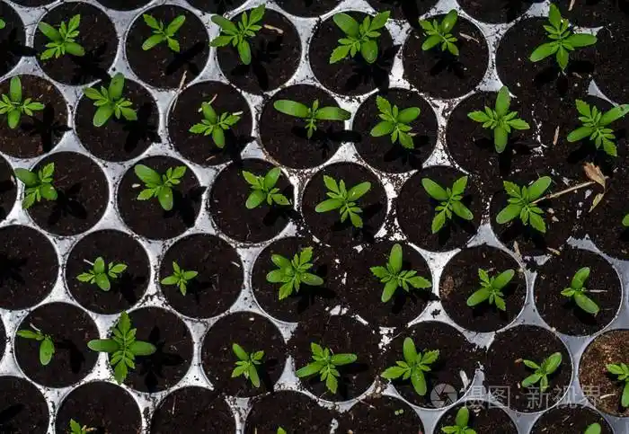 发芽种子万寿菊的种植