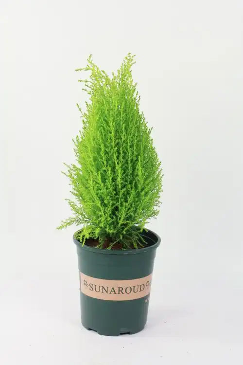 香松冬天耐寒吗北方如何过冬