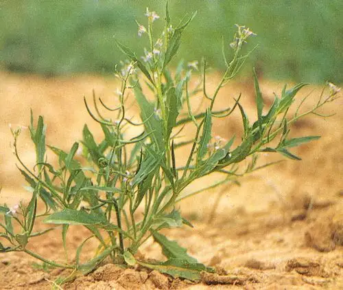 br),十字花科涩荠属,一年生草本.