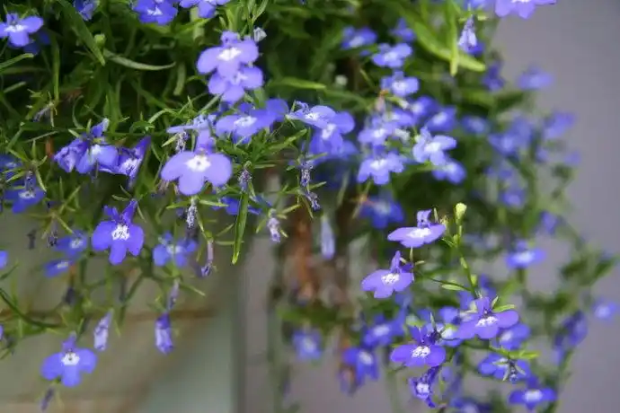 六倍利图片和介绍