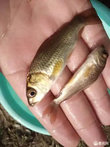 鲤鱼苗