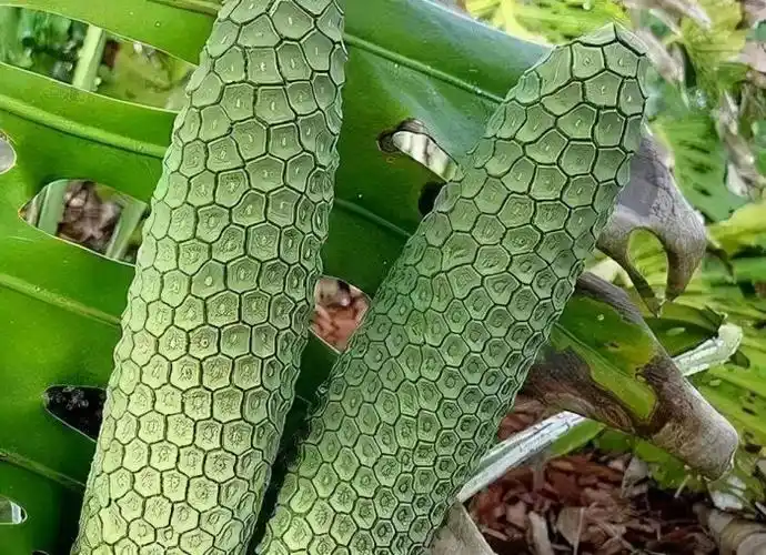 龟背竹果实产于热带雨林,需要一年时间才可以熟透.